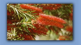 1993_NT_D05-14-12_Wuesten-Flaschenbuerste (Callistemon pauciflorus).jpg